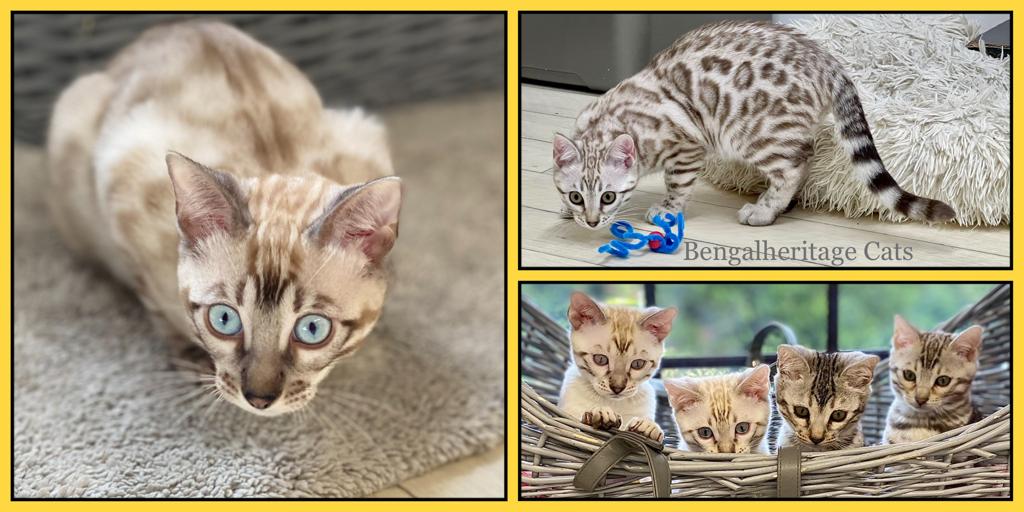 Snow bengal best sale blue eyes